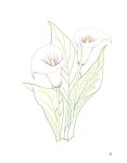 색연필로 그리는 꽃산책 | 부모님을 위한 취미 교실 - 시니어 컬러링북 | 윤경미 | 알라딘 색연필로 그리는 꽃산책 | 부모님을 위한 취미 교실... 