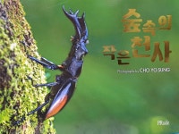 알라딘: [중고] 숲속의 작은천사-조유성사진집/2019‘4‘11발행 [중고] 숲속의 작은천사-조유성사진집/2019‘4‘11발행