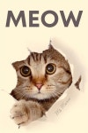 Meow: 100+ Pages of Pure Meow, a Unique Cat Book Crafted by a... (Paperback) | MEOW | 알라딘 Meow: 100+ Pages of Pure Meow, a... 