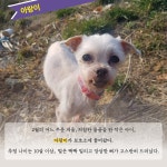 결 고운 천사들 | 두푸딩 언니 이현화 | 알라딘 결 고운 천사들 | 두푸딩 언니 이현화