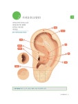 귀 이 구멍 혈 | 내 몸을 살리는 시리즈 15 | 조재숙 | 알라딘 귀 이 구멍 혈 | 내 몸을 살리는 시리즈 15 | 조재숙