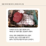 동물 유토피아를 찾아서 : 알라딘