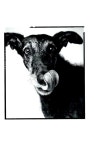 [중고] Good Dog 굿독 : 알라딘