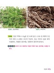 몸에 약이 되는 산약초 | 약산 | 알라딘 몸에 약이 되는 산약초 | 약산