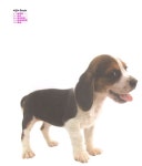 [중고] I Love My Dog : 알라딘