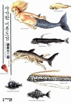 알라딘: [중고] 사가판 어류도감 [중고] 사가판 어류도감