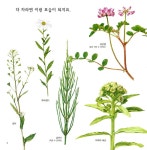 [중고] 맛있는 들풀 : 알라딘