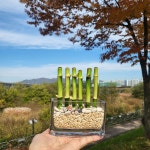 POOM | 개운죽 미니화분 행운의 대나무 테라리움 인테리어 개운죽 미니화분 행운의 대나무 테라리움 인테리어
