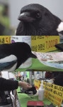 SBS PR : 교양 : [SBS TV동물농장] 슈퍼 인싸 까치 까미, 철거촌, 위기의 유기견들 : SBS SBS PR