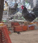 SBS PR : 교양 : [SBS TV 동물농장] 사랑의 도피 부부닭, 눈썹 강아지 짱구는 못말려 : SBS SBS PR