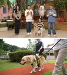 SBS PR : ★전체보기★ : [SBS TV동물농장] 이열치열 레트리버, 로이, 니가 왜 거기서 나와? 말 농장의 불청객 꽃사슴 : SBS SBS PR