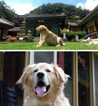 SBS PR : ★전체보기★ : [SBS TV동물농장] 문수암 뚱트리버 ‘보리’, 두 눈 없는 고양이 ‘대박이’의 대박묘생 : SBS SBS PR