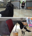 SBS PR : ★전체보기★ : [SBS TV동물농장] 인싸 까치의 반전 비밀, 참깨와 현관의 상관관계 : SBS SBS PR