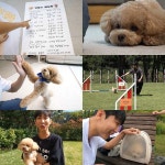 SBS PR : ★전체보기★ : [SBS TV 동물농장] 불가능은 없다!! 시각 장애인 한솔 씨와 천재犬 토리의 가슴 벅찬 어질리티 도전기! : SBS SBS PR