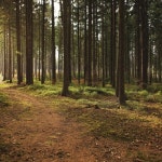 더 나은 수면을위한 산림 소리, 노래하는 새 및 부드러운 바람 - 벅스 더 나은 수면을위한 산림 소리, 노래하는 새 및 부드러운 바람 / 자연의 소리