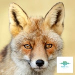 The Fox - 벅스 The Fox / Trebor Asoll Music