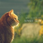 배부른 길고양이의 하루/선셋 그로우(Sunset Glow) - 벅스 배부른 길고양이의 하루 / 선셋 그로우(Sunset Glow)