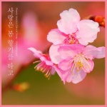 네 안의 작은 쉼터/풍경소리 - 벅스 네 안의 작은 쉼터 / 풍경소리