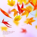 가을바람처럼/Wanderer - 벅스 가을바람처럼 / Wanderer