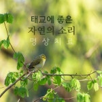 태교에 좋은 자연의 소리 명상 치료 (새소리, 숲소리, 물소리, 빗소리, 휴식, 안정, 힐링, 캠핑, 건강, 수면, 태교) - 벅스 태교에 좋은 자연의 소리... 