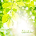 숲속의 바람 사이로/프리지아 - 벅스 숲속의 바람 사이로 / 프리지아