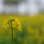 유채꽃과 나/제비스 - 벅스 유채꽃과 나 / 제비스