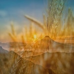 맑고 고운 피아노선율 - 벅스 맑고 고운 피아노선율 / 테라피 피아노