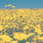 나비효과/강아린 - 벅스 나비효과 / 강아린