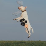 댕댕 - 벅스 댕댕 / 임재용(요요)