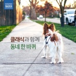 사라사테: 스페인 무곡, 작품번호 23 - 2번 사파테아도 (Sarasate: Spanish Dances, Op.23 - No.2 Zapateado [Arr. For Cello... 