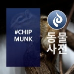 ANIMAL #CHIPMUNK - 벅스 ANIMAL #CHIPMUNK / 갓 두 아이 두 (GOD DO I DO)