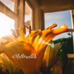 Extraordinary Beautiful - 벅스 Extraordinary Beautiful / 멜로위치(Mellowitch)