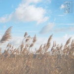 안녕 - 벅스 안녕 / 솜(SOM)