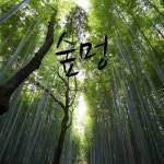 숲멍 - 벅스 숲멍 / 김재영