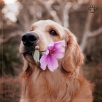 잠자는 강아지 얼굴 - 벅스 잠자는 강아지 얼굴 / 강아지의 하루