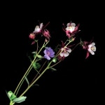 Cut Up Piano & Xylophone - Anniversary Edition - 벅스 Cut Up Piano & Xylophone - Anniversary Edition / Fridge(프리지)