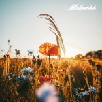 You Are My Sunshine - 벅스 You Are My Sunshine / 멜로위치(Mellowitch)