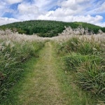 오름의 멜로디 - 벅스 오름의 멜로디 / 강명자