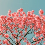 봄바람에 흩날리는 저 벚꽃잎처럼 - 벅스 봄바람에 흩날리는 저 벚꽃잎처럼 / 진혜진