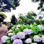 올레길 아리랑 - 벅스 올레길 아리랑 / 강명자