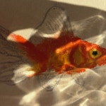 Fishbowl - 벅스 Fishbowl / On,cle