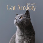 Healthy Cat Music/Cats Music Zone - 벅스 Healthy Cat Music / Cats Music Zone