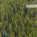 숲의 소리 - 벅스 숲의 소리 / 숲의 고요한 소리