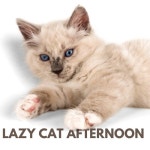 Lazy Cat Afternoon - 벅스 Lazy Cat Afternoon / Cat Music Zone