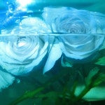 장미에게 - 벅스 장미에게 / 서울달(SEOULDAL)