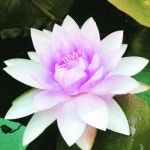 2002/Marli Slick - 벅스 2002 / Marli Slick