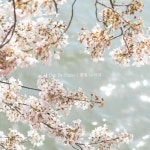 꽃잎 나리네/Day by Piano - 벅스 꽃잎 나리네 / Day by Piano