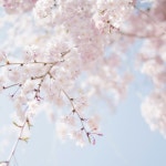 벚꽃이 흩날리는 봄 - 벅스 벚꽃이 흩날리는 봄 / 프링(Pring)