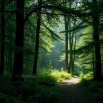 quiet forest - 벅스 quiet forest / Jungseop Yoon