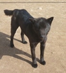 (동요)검둥개/멍멍개야 - 벅스 (동요)검둥개 / 멍멍개야